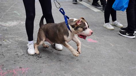 dog ordinance in barangay tagalog|Baguio’s new dog ownership ordinance keeps pets, .